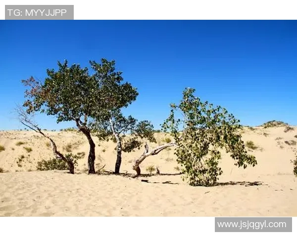 足球球星与香烟之间的隐秘故事及影响力探究